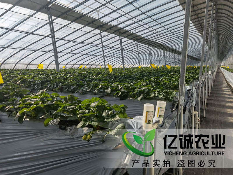 智能溫室大棚承建哪家好？如何種植和管理才能提高，大棚的經(jīng)濟效益呢？